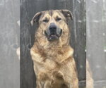 Small #2 Black Mouth Cur-German Shepherd Dog Mix
