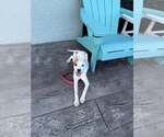 Small #1 Mutt