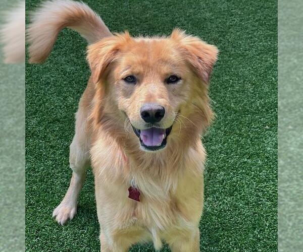 Medium Photo #2 Golden Retriever-Unknown Mix Puppy For Sale in San Diego, CA, USA