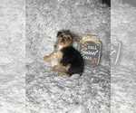 Small Photo #2 Yorkshire Terrier Puppy For Sale in INDIANAPOLIS, IN, USA