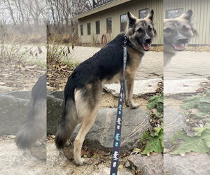 Piper - Male Mutt Dog for Adoption - Photo #3