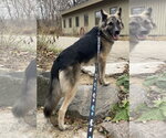 Small #2 Mutt