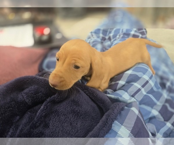 Medium Photo #15 Dachshund Puppy For Sale in ALTOONA, PA, USA