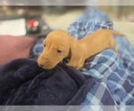 Small Photo #15 Dachshund Puppy For Sale in ALTOONA, PA, USA