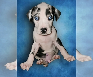 Great Dane Puppy for sale in HOGANSVILLE, GA, USA