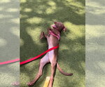 Small #5 Labrador Retriever Mix