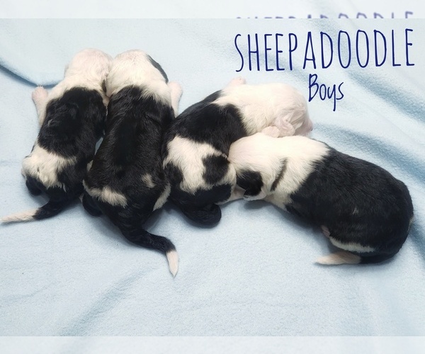 Medium Photo #4 Sheepadoodle Puppy For Sale in GOLDEN CITY, MO, USA