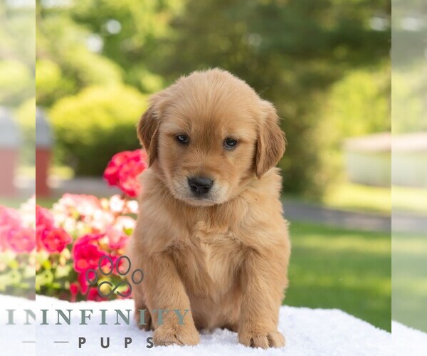 Medium Photo #4 Golden Retriever Puppy For Sale in NEWPORT, PA, USA
