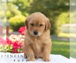 Small #3 Golden Retriever