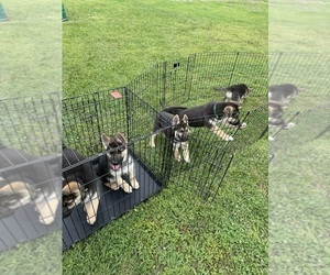 German Shepherd Dog-Siberian Husky Mix Litter for sale in BEAUMONT, TX, USA