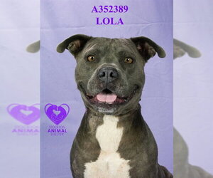LOLA - Female Mutt Dog for Adoption - Photo #2