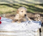 Puppy Jasper Golden Retriever