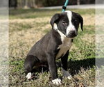 Small #3 Labrador Retriever