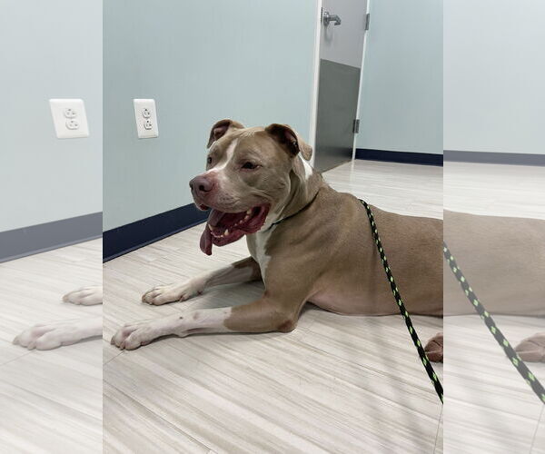 Medium Photo #3 Mutt Puppy For Sale in Derwood, MD, USA