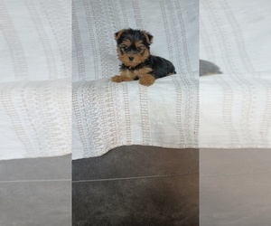 Medium Yorkshire Terrier