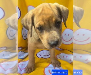 Catahoula Leopard Dog-Unknown Mix Dogs for adoption in Alexander, AR, USA