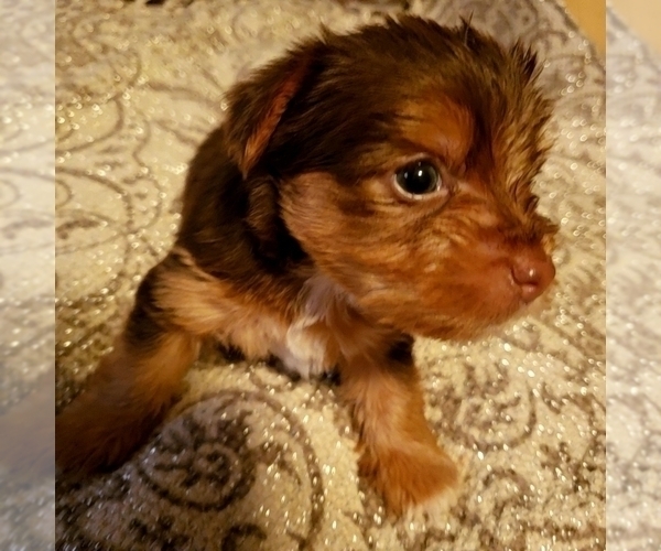 Medium Photo #4 Yoranian-Yorkshire Terrier Mix Puppy For Sale in HUDDLESTON, VA, USA