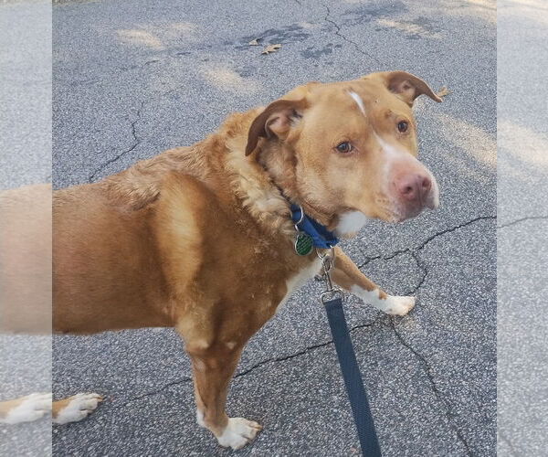 Medium Photo #1 Labrador Retriever-Unknown Mix Puppy For Sale in Cary, NC, USA