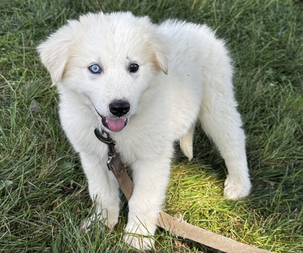 Medium Photo #5 Great Pyrenees Puppy For Sale in CANOGA, NY, USA