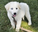 Small #4 Great Pyrenees