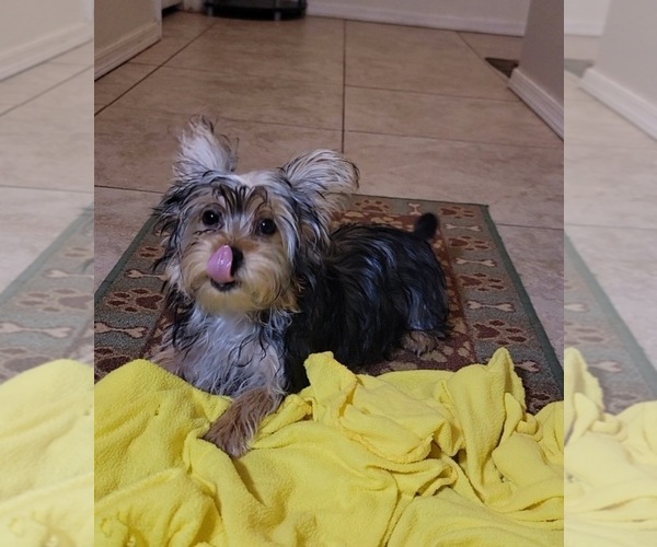 Medium Photo #3 Yorkshire Terrier Puppy For Sale in TUCSON, AZ, USA