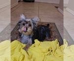 Small #2 Yorkshire Terrier