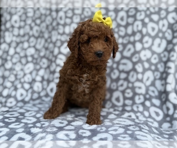 Medium Photo #4 Cock-A-Poo Puppy For Sale in LAKELAND, FL, USA