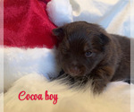 Puppy Cocoa Pomsky