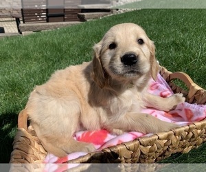 Golden Retriever Puppy for sale in GREENWD, IN, USA