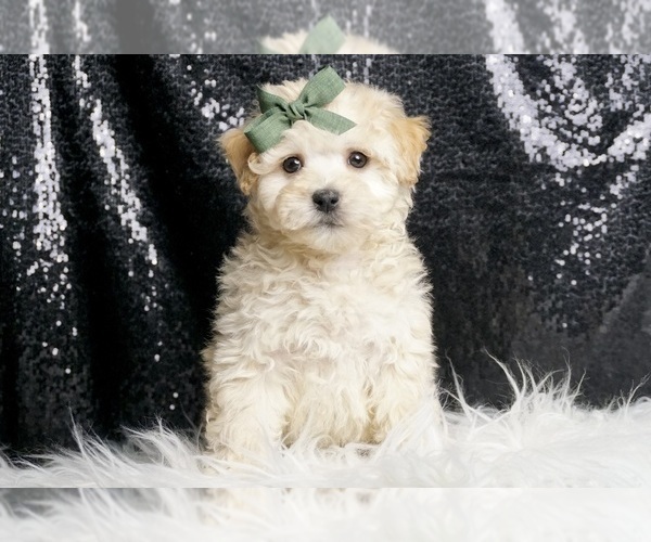 Medium Photo #1 Maltipoo (Miniature) Puppy For Sale in WARSAW, IN, USA
