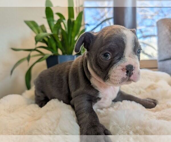 Medium Photo #3 Faux Frenchbo Bulldog Puppy For Sale in LAS CRUCES, NM, USA