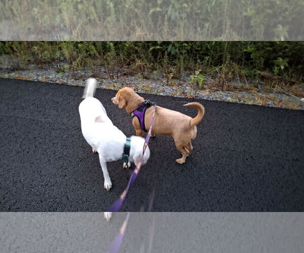 Medium Photo #18 Dachshund-Unknown Mix Puppy For Sale in Sebec, ME, USA