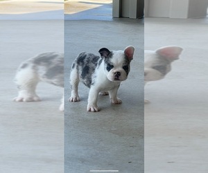 French Bulldog Puppy for sale in BAKERSFIELD, CA, USA