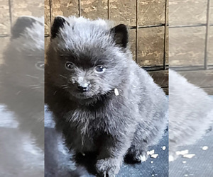Pomeranian Puppy for sale in SPOTSYLVANIA, VA, USA