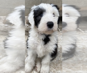 Old English Sheepdog Puppy for Sale in GILLETT, Wisconsin USA