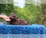 Small #11 Poodle (Toy)-YorkiePoo Mix