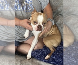 Father of the Boston Terrier puppies born on 03/31/2025