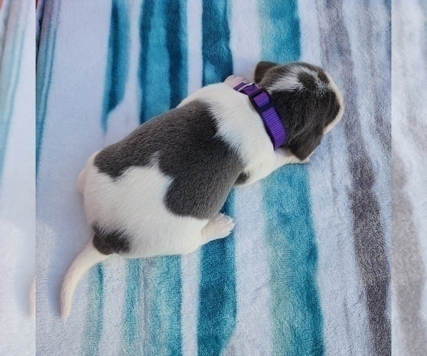 Medium Photo #30 Beagle Puppy For Sale in COOS BAY, OR, USA