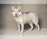 Small #1 Siberian Husky Mix