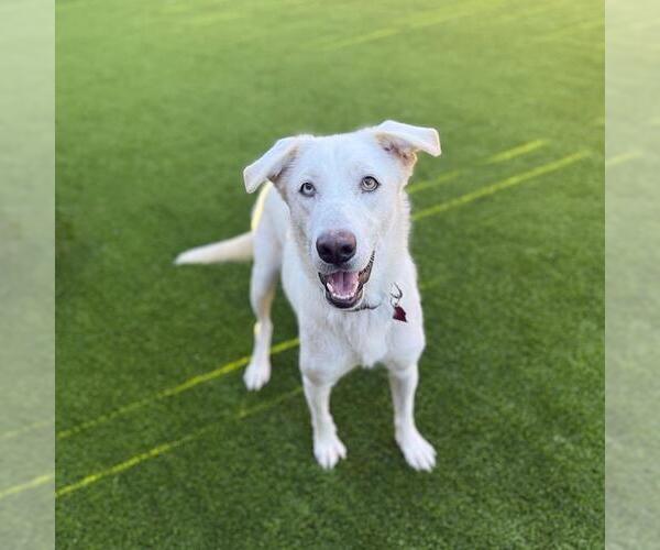 Medium Photo #14 Huskies -Unknown Mix Puppy For Sale in San Diego, CA, USA