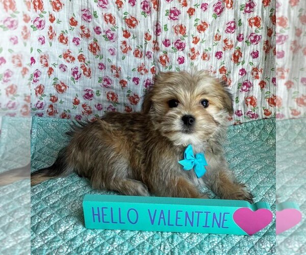 Medium Photo #1 Morkie Puppy For Sale in BELDING, MI, USA