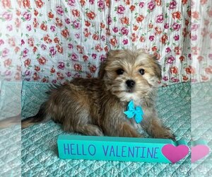 Morkie Puppy for sale in BELDING, MI, USA