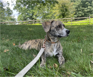 Mutt Dogs for adoption in Elmsford, NY, USA