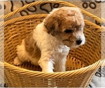 Small #3 Poochon