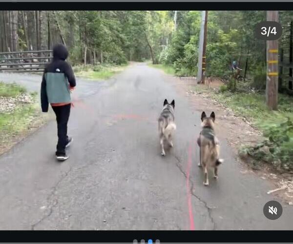 Medium Photo #3 German Shepherd Dog-Unknown Mix Puppy For Sale in Hayward, CA, USA