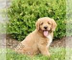 Small #3 Miniature Labradoodle