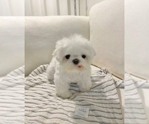 Maltese Puppy for sale in CLERMONT, FL, USA