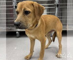 Small #2 Labrador Retriever Mix