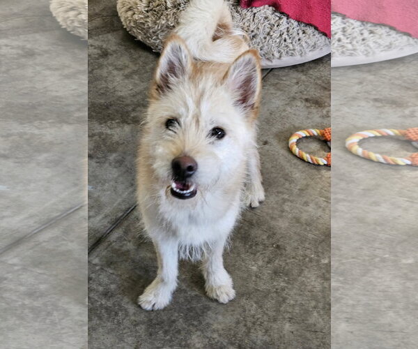 Medium Photo #4 Mutt Puppy For Sale in Agoura Hills, CA, USA