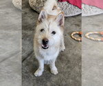Small #3 Mutt